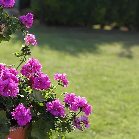 Da Rosa 3* Neviglie